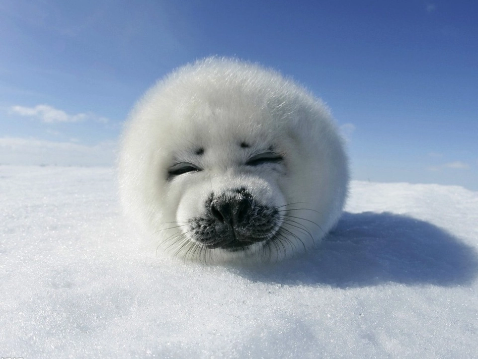 小动物演示文稿_第3页