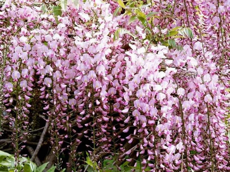 紫藤萝瀑布7_第3页