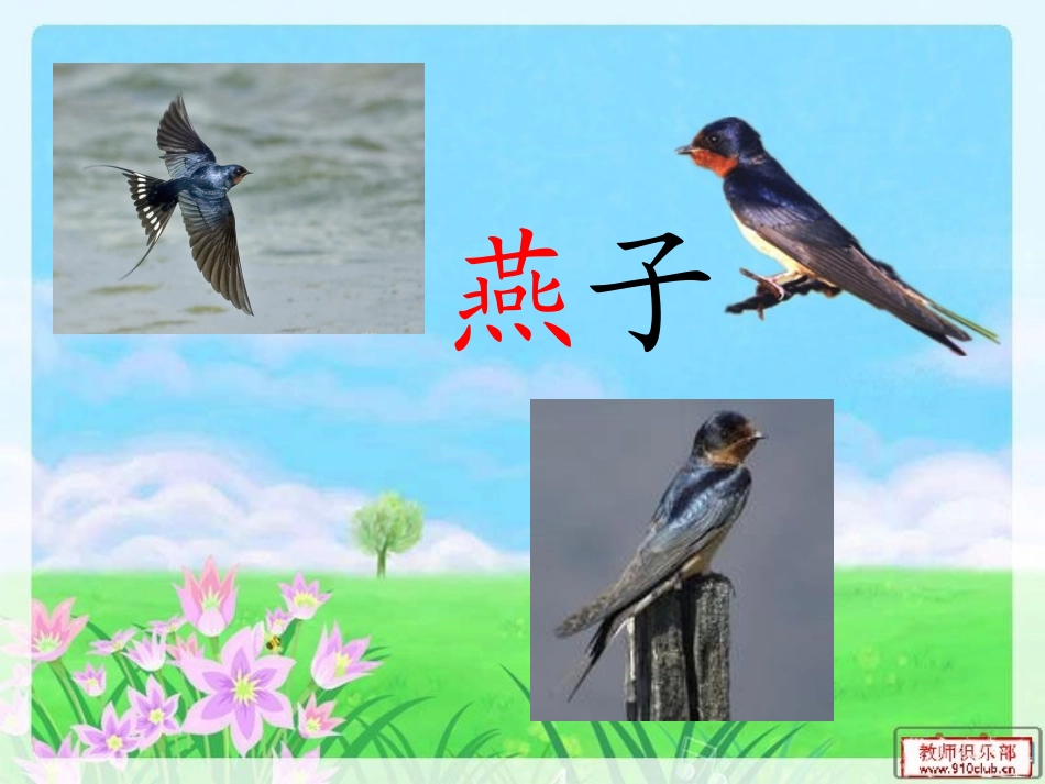 鸟的乐园课件PPt_第2页