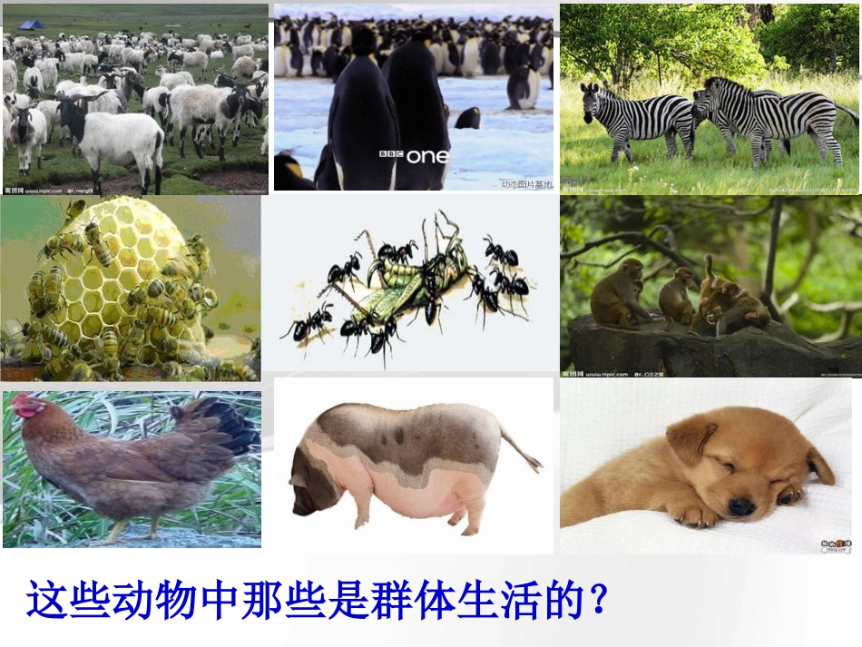 第三节社会行为课件_第2页