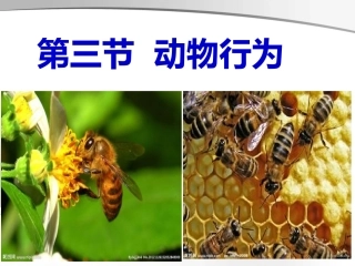 第三节社会行为课件