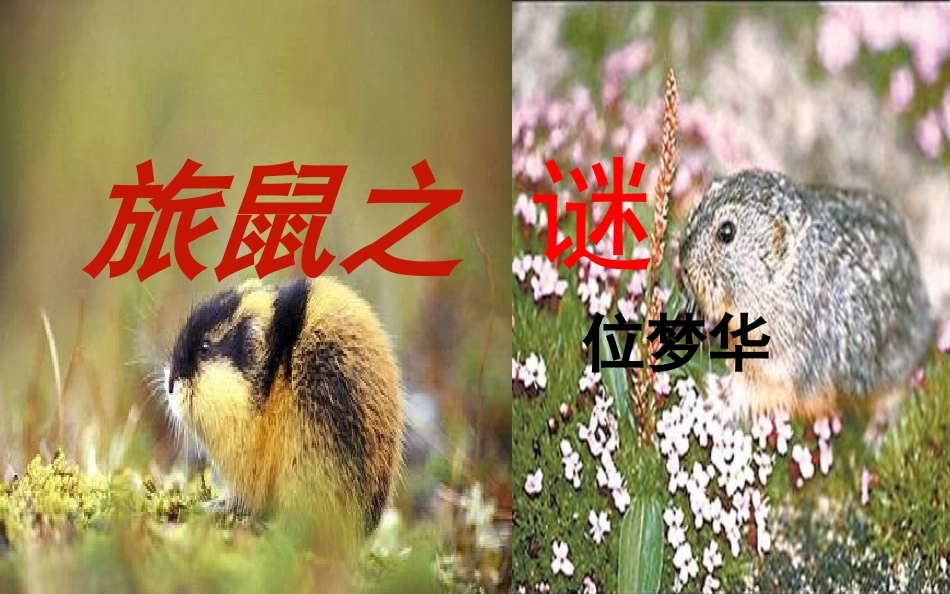 旅鼠之谜 (2)_第2页