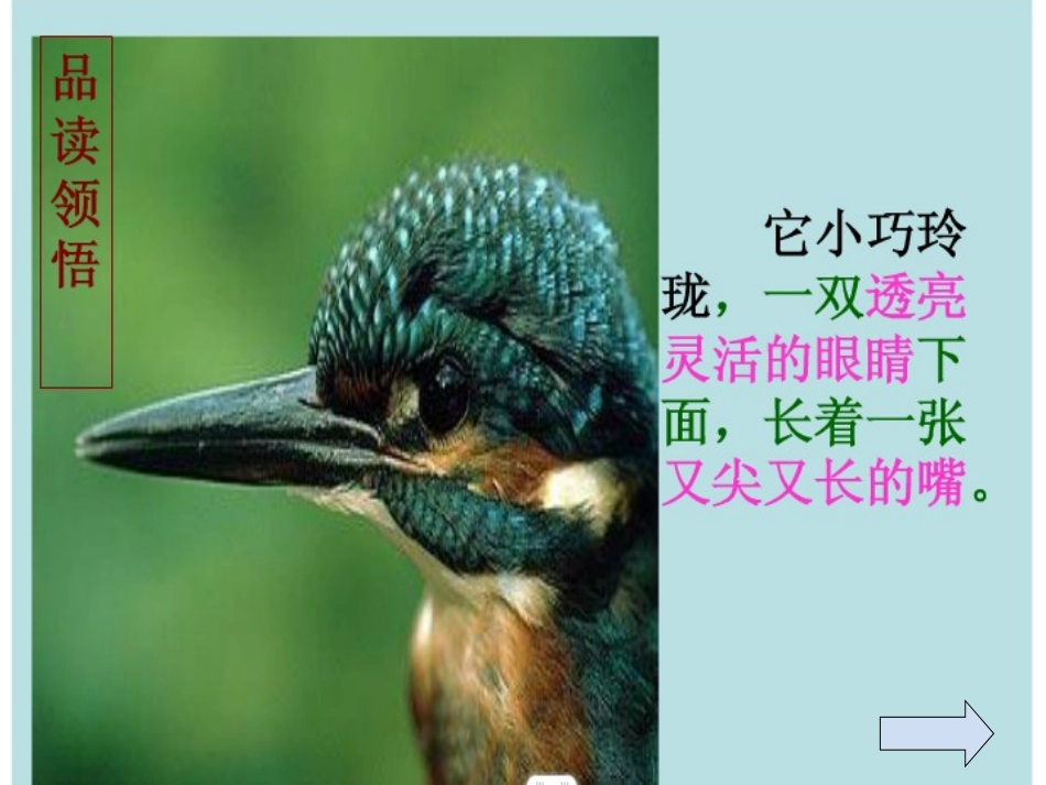 翠鸟 (2)_第3页
