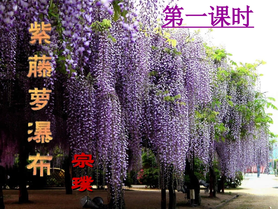 紫藤萝瀑布副本_第1页