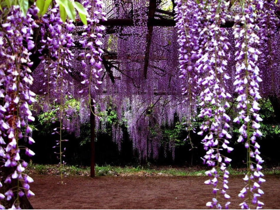 紫藤萝瀑布副本_第2页