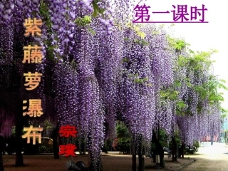 紫藤萝瀑布副本