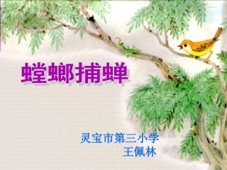 螳螂捕蝉课件
