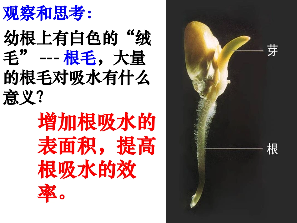第三章绿色植物与生物圈的水循环课件1_第3页