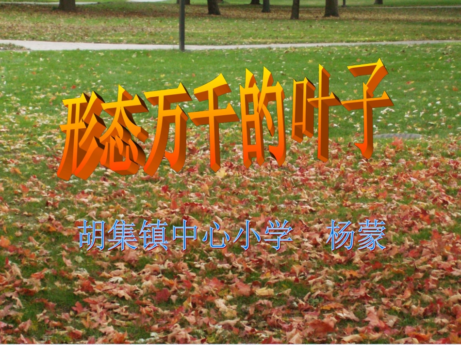 形态万千的叶子_第2页