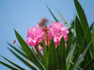 4_夹竹桃(1)