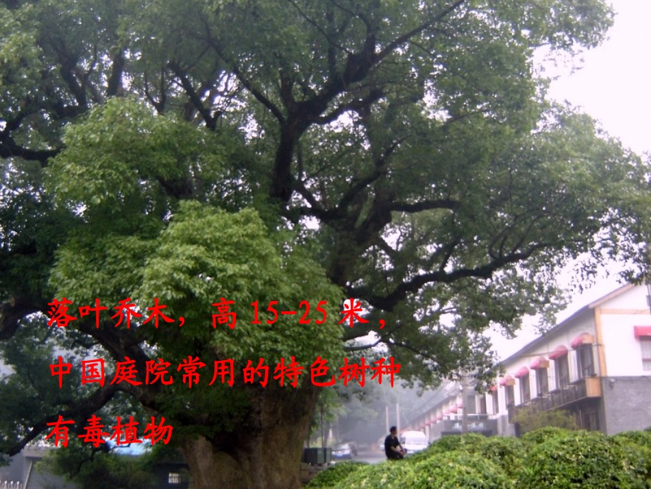 4槐乡的孩子1_第2页