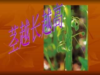 第一单元《5茎越长越高》