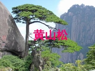 《黄山松》课件