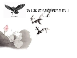 第七章绿色植物的光合作用九年级复习课件人教版