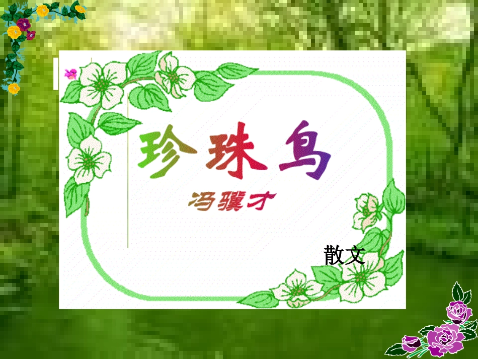 珍珠鸟1 (2)_第3页