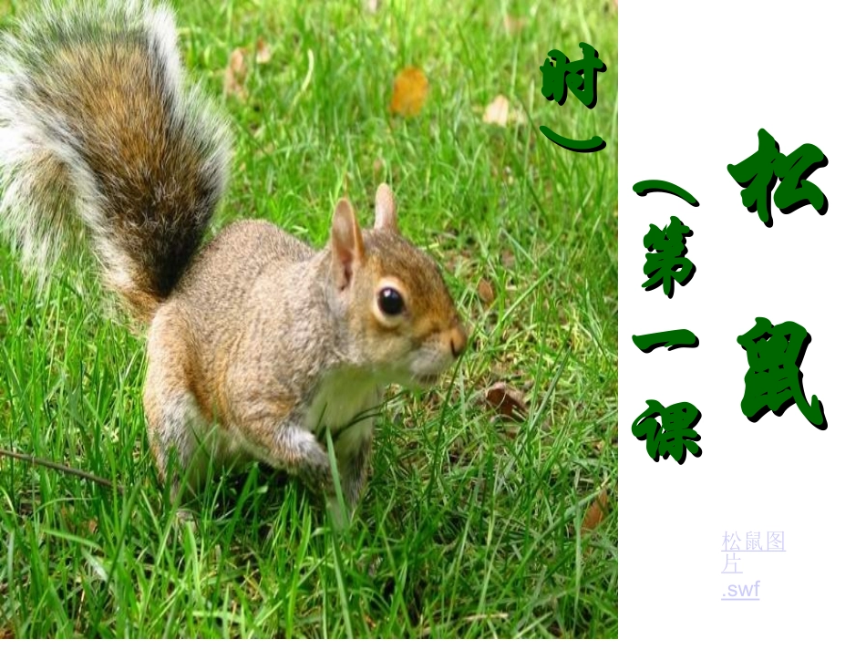 松鼠第一课时_第1页
