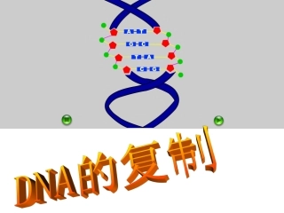 DNA的复制