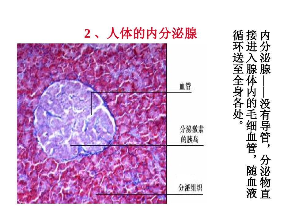 人体激素调节_第3页