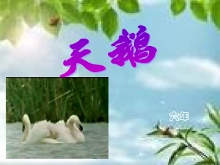 第三板块天鹅