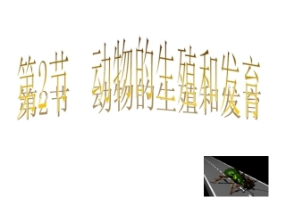 鸟类的生殖和发育