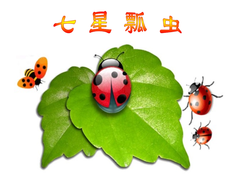 七星瓢虫吴丽卉_第3页