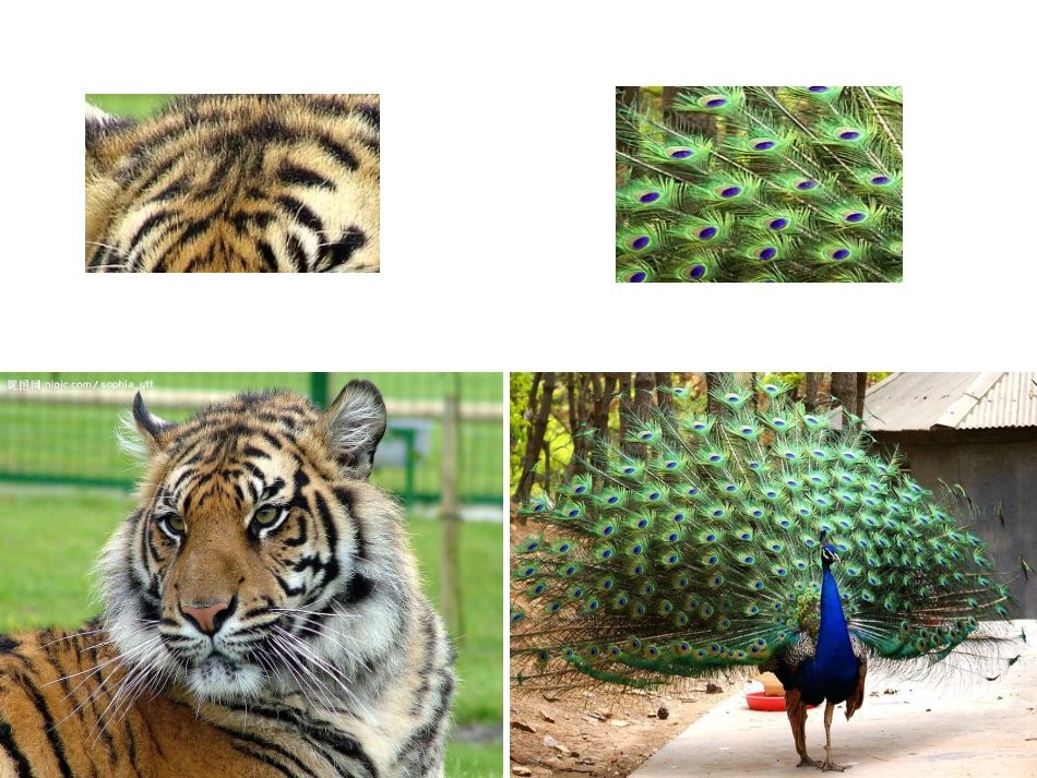 设计动物名片_第3页