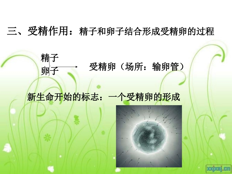 第一节精卵结合孕育新生命_第3页