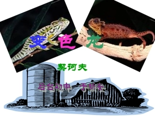 变色龙 (3)