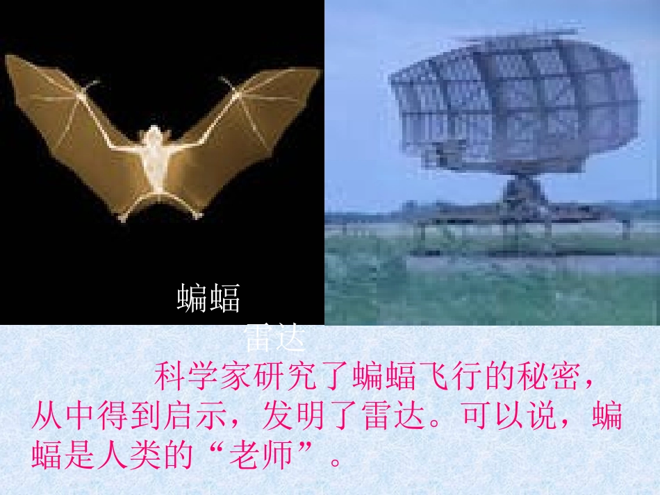 人类的老师课件_第2页