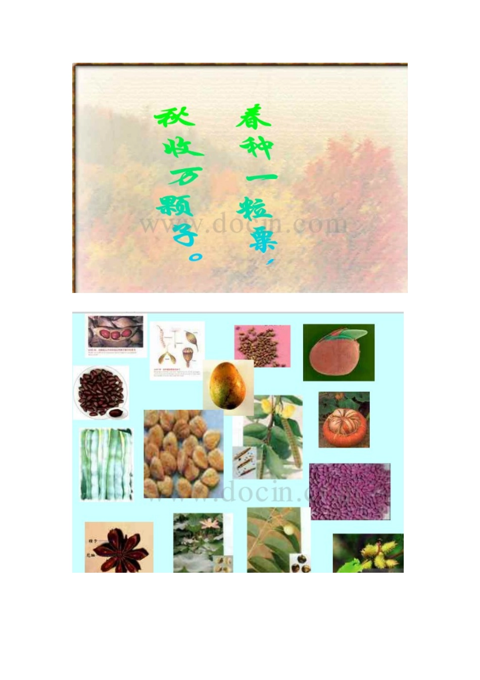 种子植物导学案_第3页