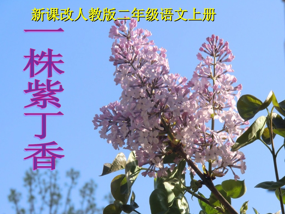 一株紫丁香课件_第1页