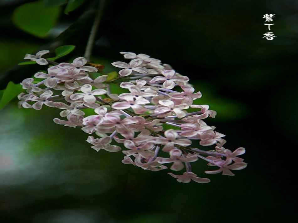 一株紫丁香课件_第3页