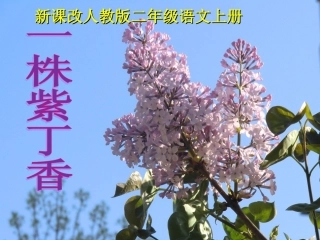 一株紫丁香课件