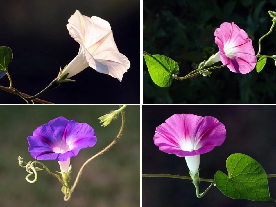 植物激素调节_第2页