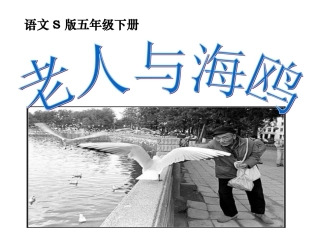 9老人与海鸥