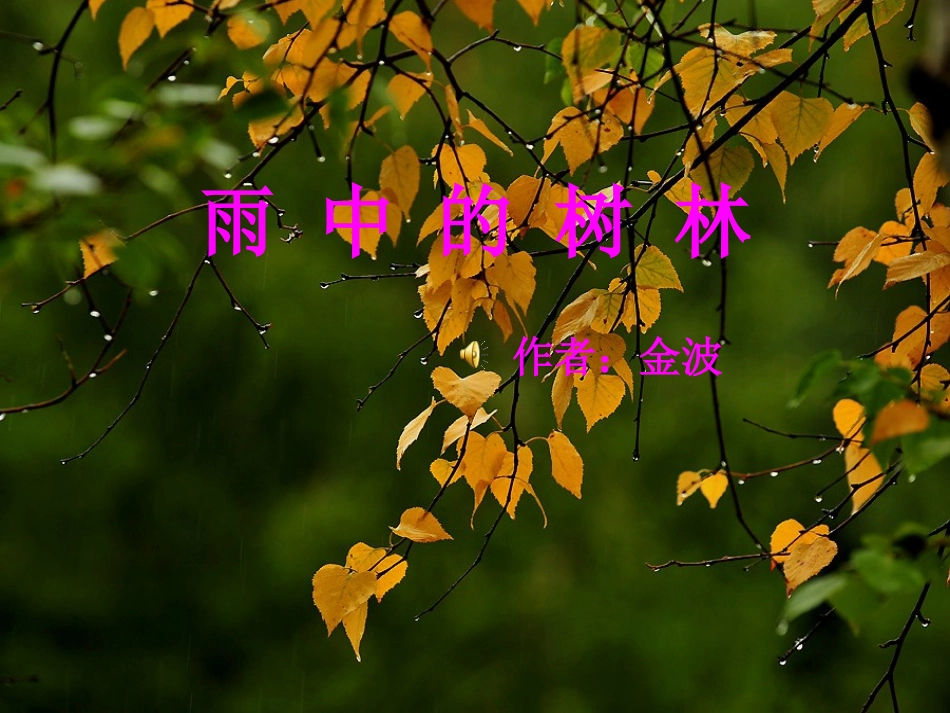 雨中的树林课件_第1页