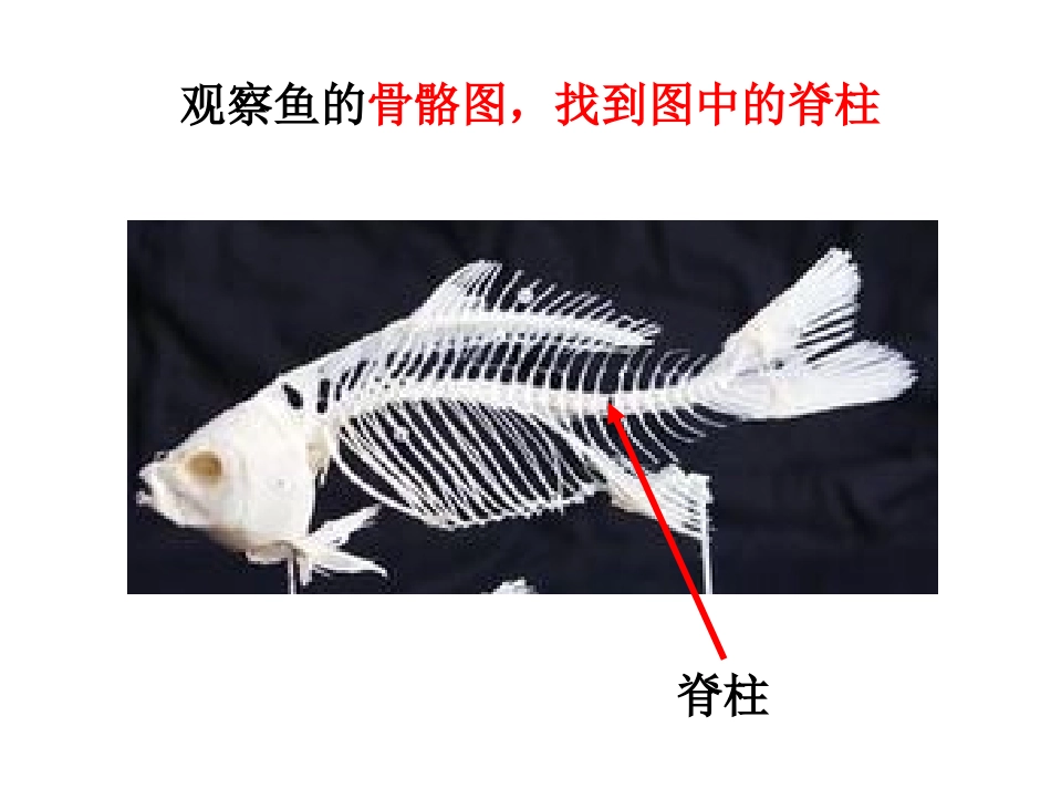 4第四节鱼（定）_第3页