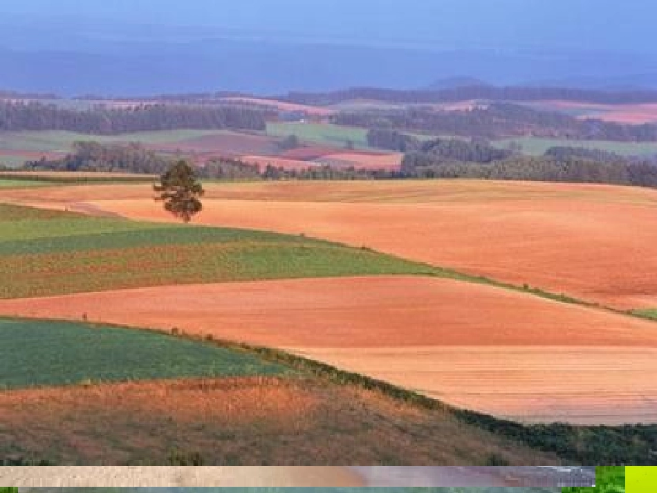 5送给盲婆婆的蝈蝈_第3页