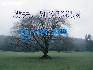 樵夫别砍那棵树