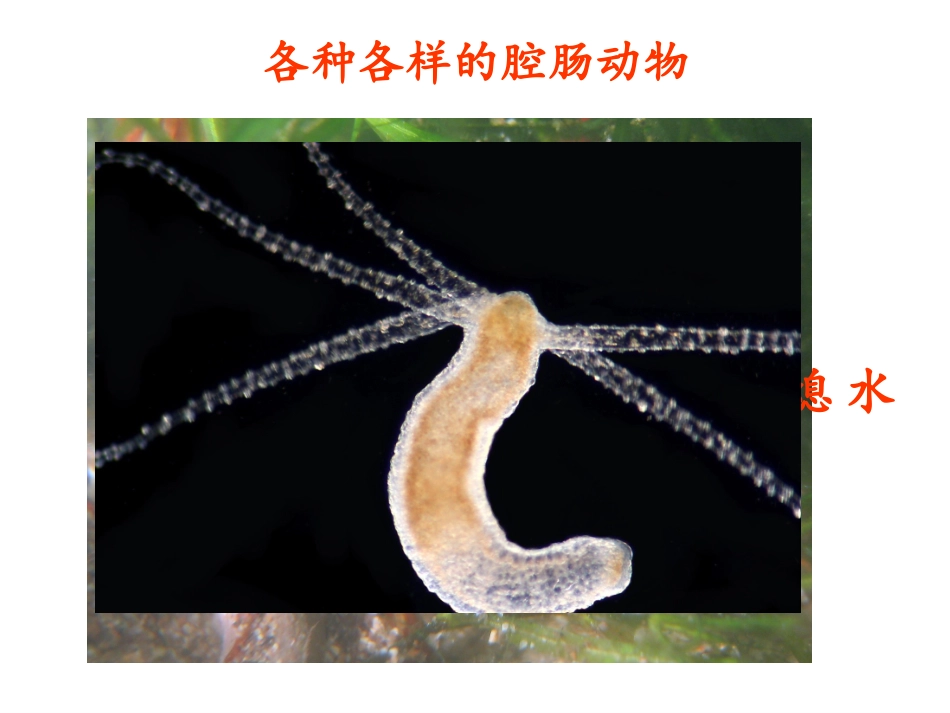 511腔肠动物和扁形动物_第3页