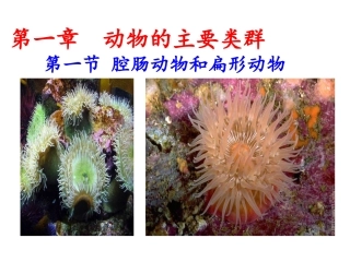 511腔肠动物和扁形动物
