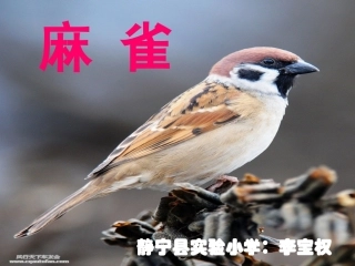 《麻雀》课件1