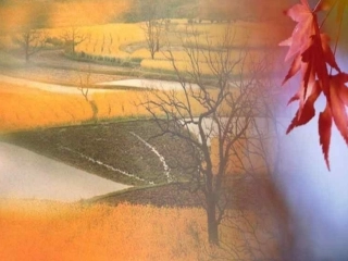 秋天的怀念教学