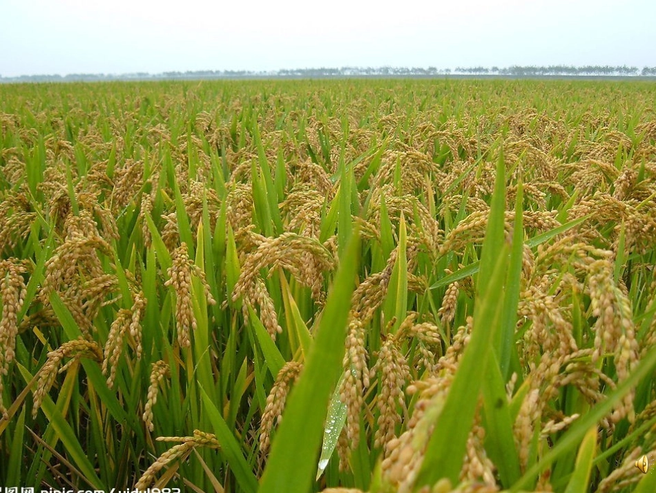 上课篇《秋天》_第2页