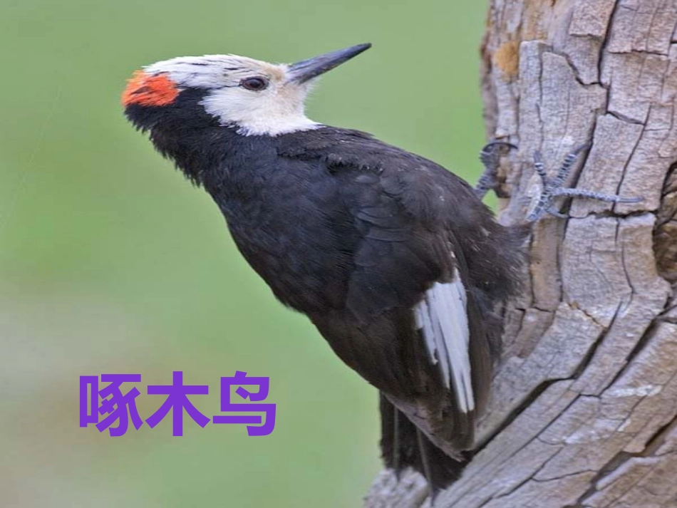 我们的鸟类朋友_第2页