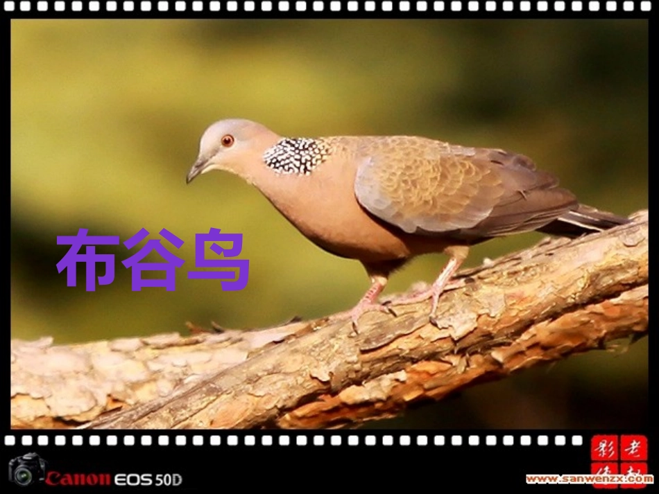 我们的鸟类朋友_第3页