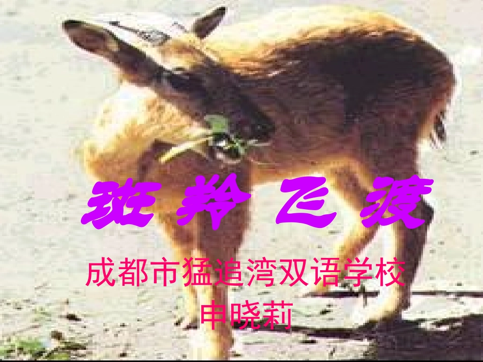 斑羚飞渡课件_第1页