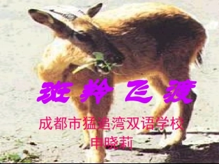 斑羚飞渡课件