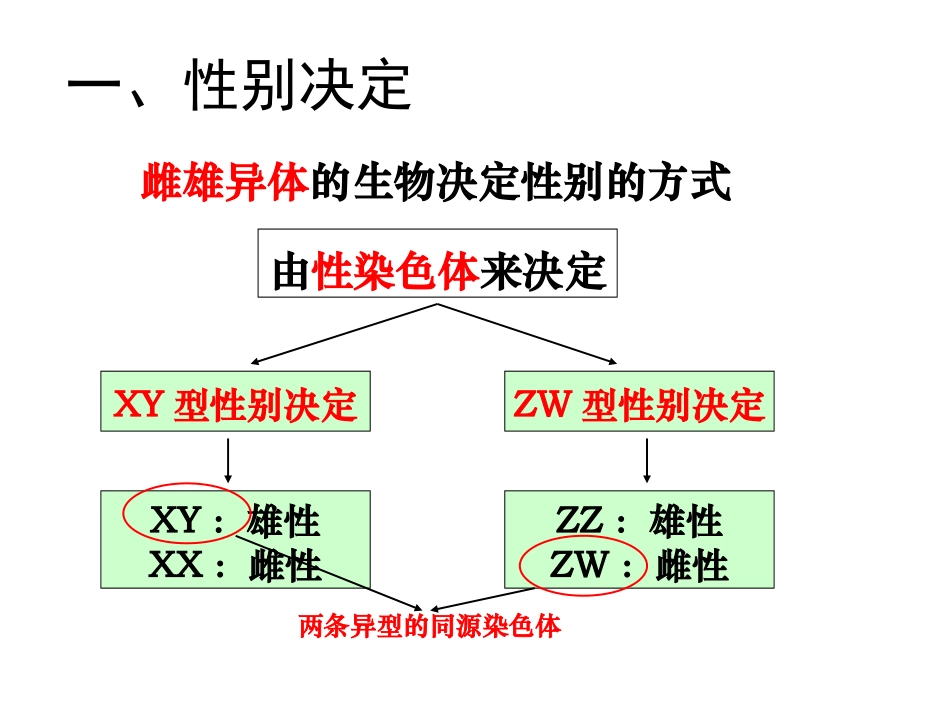 伴性遗传课件_第2页