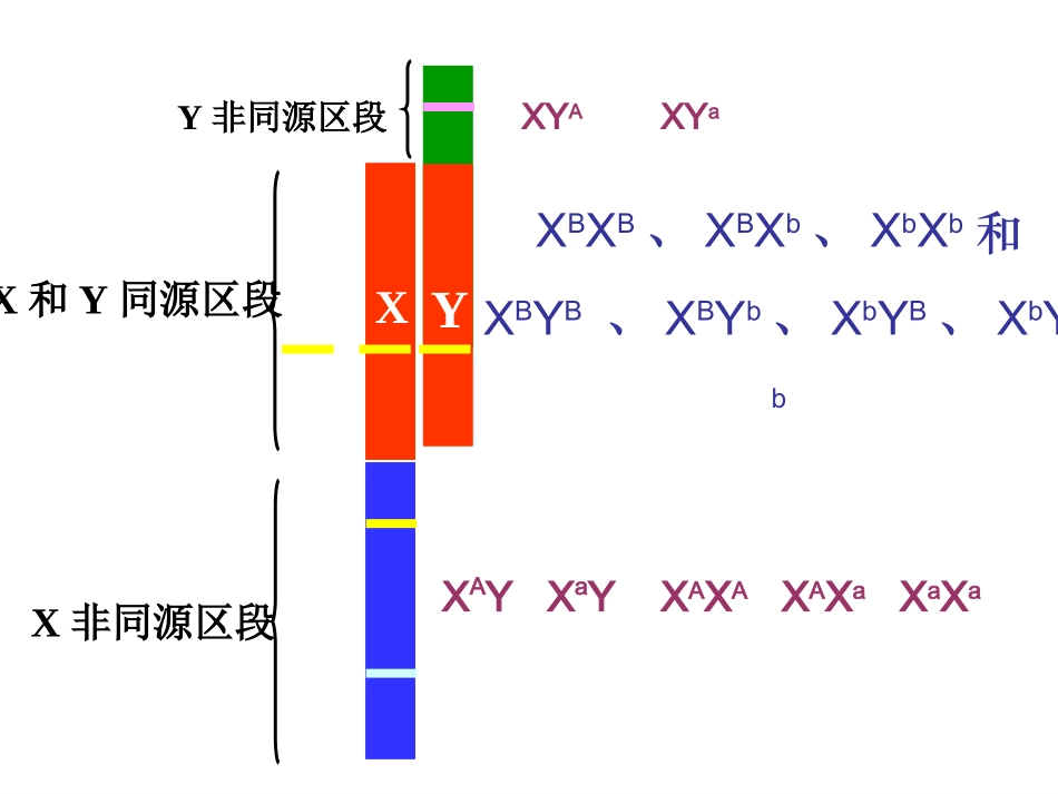 伴性遗传课件_第3页